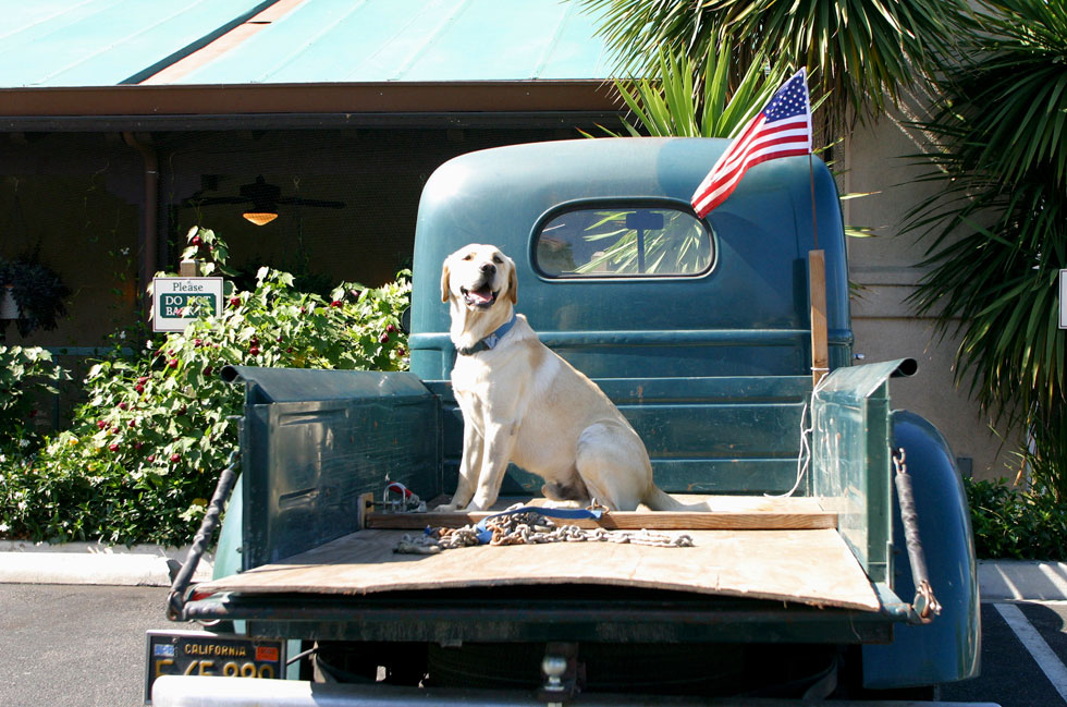 Here Are a Ton of Dogs in Trucks